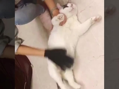 ছোট মাঝারি বড় পোষা প্রাণীর চুল অপসারণকারী মিট ডিশেডিং কুকুরের স্নানের জন্য গ্লাভস